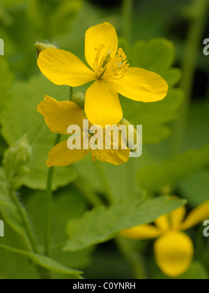 Maggiore Celandine, chelidonium majus Foto Stock