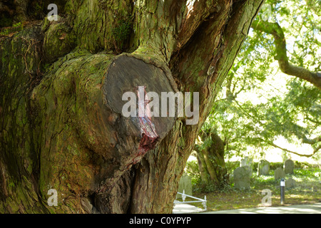 Il sanguinamento Yew Tree sul sagrato di San Brynach, Nevern, Pembrokeshire, Wales, Regno Unito Foto Stock