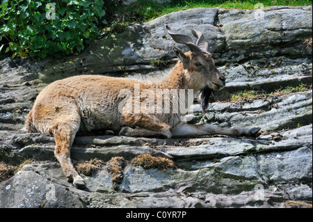 Markhor (Capra falconeri), una capra selvatica nativa per il Pakistan e Afghanistan, appoggiato sulla sporgenza di roccia Foto Stock