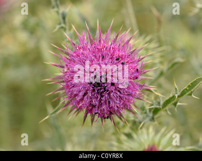 Musk Thistle con coleotteri, carduus nutans Foto Stock