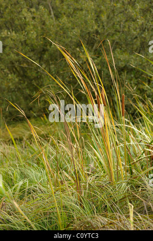 Giunco di palude o Reedmace, Typha latifolia Foto Stock