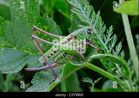 Wartbiter / verruca snapper bush cricket (Decticus verrucivorus) su piante, Dolomiti, Italia Foto Stock