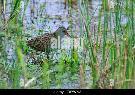 Porciglione (Rallus aquaticus) passeggiate attraverso l acqua di vegetazione in lago Foto Stock