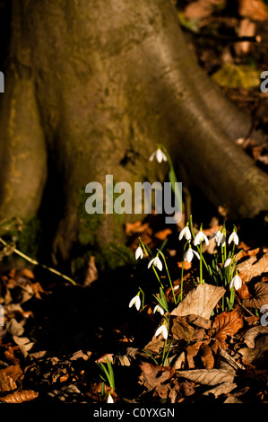 Bucaneve, Galanthus nivalis, cresce nei boschi a Painswick Giardino rococò, Gloucestershire, England, Regno Unito Foto Stock