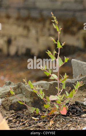 Spear-lasciava Orache, atriplex prostrata Foto Stock