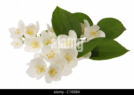 Fiori di gelsomino Foto Stock