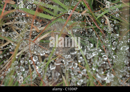 Labirinto Spider, agelena labyrinthica Foto Stock