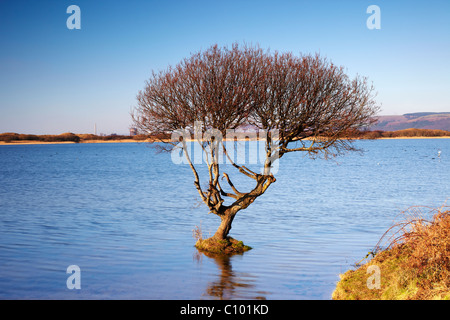 Albero in piscina Kenfig Riserva Naturale Nazionale, Kenfig, South Wales, Regno Unito Foto Stock