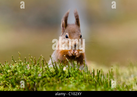 Sciurus vulgaris Red Squirrel Foto Stock