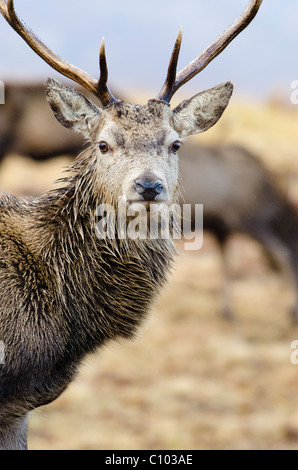 Maschio dei cervi rossi Foto Stock