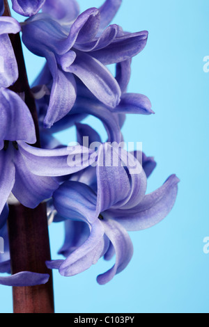 Giacinto blu (Hyacinthus orientalis) fiore Foto Stock