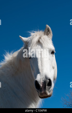 White Horse, Cevennes, Francia Foto Stock