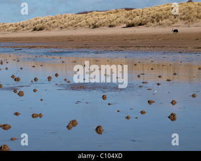 Lugworm, Arenicola marina, calchi o getti, Condino, Devon, Regno Unito Foto Stock