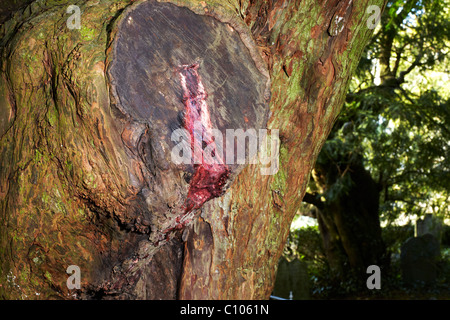 Il sanguinamento Yew Tree sul sagrato di San Brynach, Nevern, Pembrokeshire, Wales, Regno Unito Foto Stock