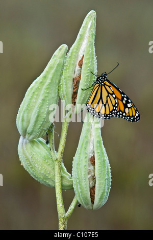 Farfalla monarca Danaus plexippus sul comune di sementi Milkweed pod Asclepias syriaca USA orientale Foto Stock