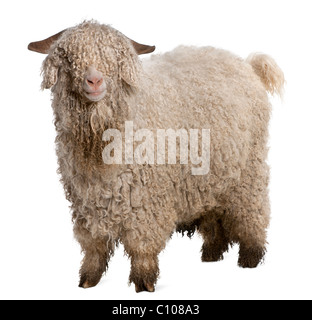 Capre Angora davanti a uno sfondo bianco Foto Stock