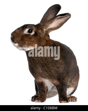 Castor Rex rabbit davanti a uno sfondo bianco Foto Stock