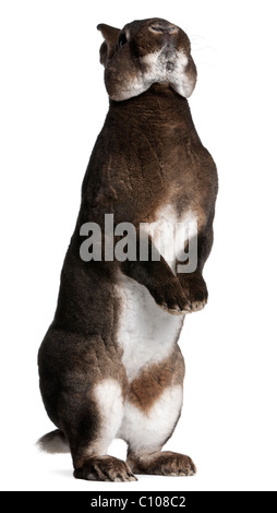 Castor Rex coniglio in piedi sulle zampe posteriori davanti a uno sfondo bianco Foto Stock
