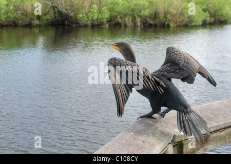 Un uccello cercando di decollare in Everglades Foto Stock