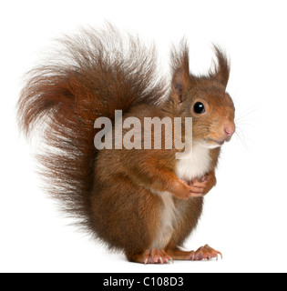 Eurasian scoiattolo rosso Sciurus vulgaris, 4 anni, di fronte a uno sfondo bianco Foto Stock