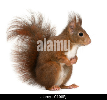 Eurasian red squirrel, Sciurus vulgaris, 4 years old, in front of white background Foto Stock