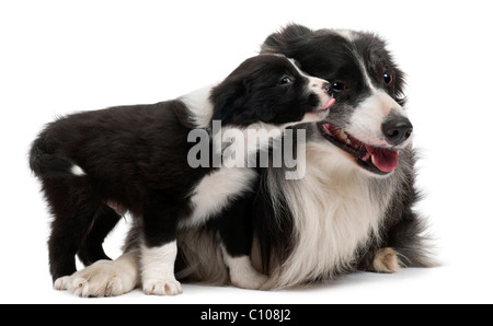 Border Collies interagendo davanti a uno sfondo bianco Foto Stock