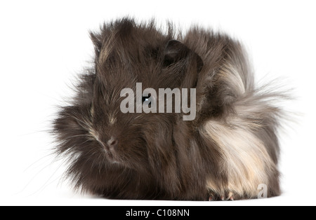 Giovane peruviano cavia, 2 mesi di età, di fronte a uno sfondo bianco Foto Stock