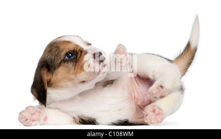 Beagle cucciolo, 1 mese vecchio, disteso di fronte a uno sfondo bianco Foto Stock