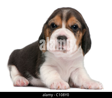 Beagle cucciolo, 1 mese vecchio, disteso di fronte a uno sfondo bianco Foto Stock