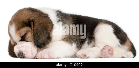 Beagle cucciolo, 1 mese vecchio, disteso di fronte a uno sfondo bianco Foto Stock