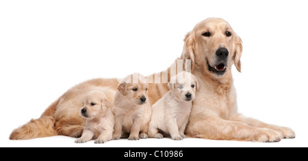 Il Golden Retriever madre, 5 anni, e suoi cuccioli, 4 settimane di età, di fronte a uno sfondo bianco Foto Stock