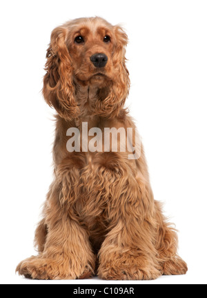 English Cocker Spaniel, 2 anni, seduto di fronte a uno sfondo bianco Foto Stock