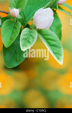 Bianco fiore di mela cotogna su sfondo colorato (messa a fuoco selettiva su petali) Foto Stock
