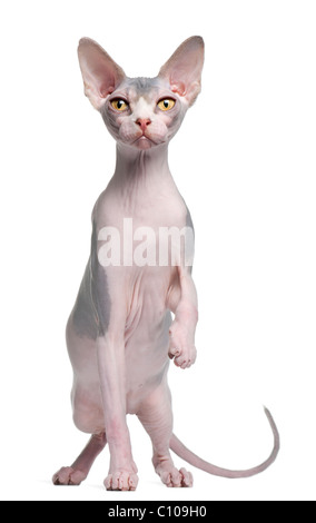 Sphynx gattino, 7 mesi di età, di fronte a uno sfondo bianco Foto Stock