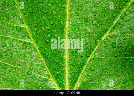 Fresco verde foglia con gocce d'acqua Foto Stock