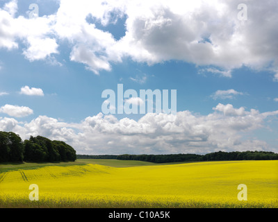 Campi off Copley Lane/Coldhill Lane, Aberford, Leeds Foto Stock