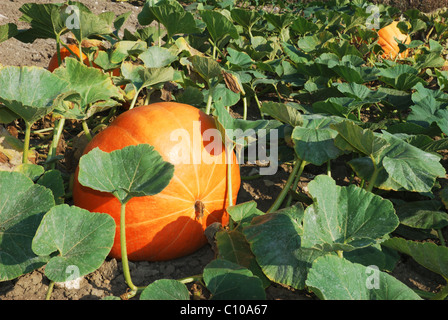 Piante di zucca in un campo Foto Stock