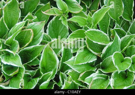 Green hosta foglie in close up Foto Stock