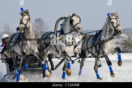 Troika. La corsa dei cavalli grigi in Russia in inverno in una giornata di sole. Foto Stock