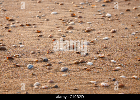 Lavato in alto mare conchiglie sulla spiaggia Foto Stock