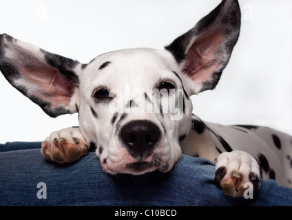 Cane dalmata di posare il capo su un lag Foto Stock