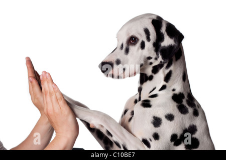 Cane dalmata tubicini mani Foto Stock