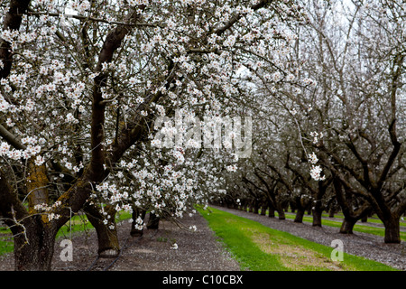 Mandorli in fiore centrale della California Valley Foto Stock