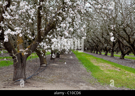 Mandorli in fiore centrale della California Valley Foto Stock