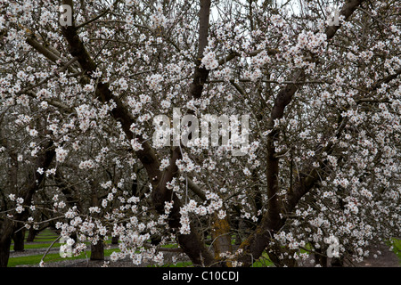 Mandorli in fiore centrale della California Valley Foto Stock