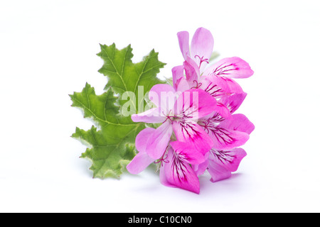 Close-up di pelargonium fiori e foglie su sfondo bianco Foto Stock