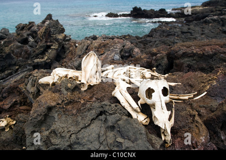 Sea Lion scheletro - Bartolome Isola - Isole Galapagos, Ecuador Foto Stock