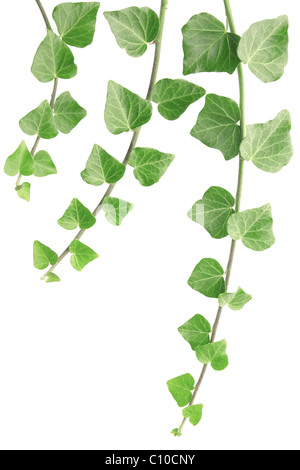 Ivy isolato su bianco Foto Stock
