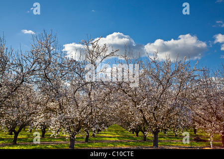 Mandorli in fiore centrale della California Valley Foto Stock