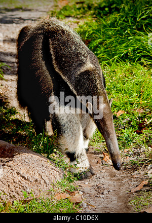 AARDVARK ANTEATER camminando sul sentiero nella giungla Foto Stock